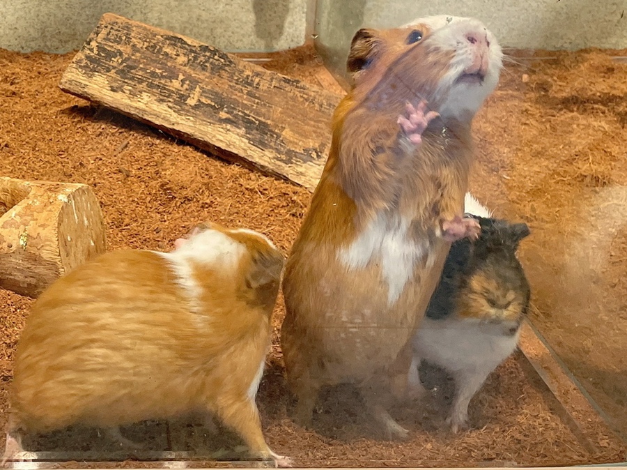 기니피그 키우기 기니피그 키우기수명과 주의점 (집 14