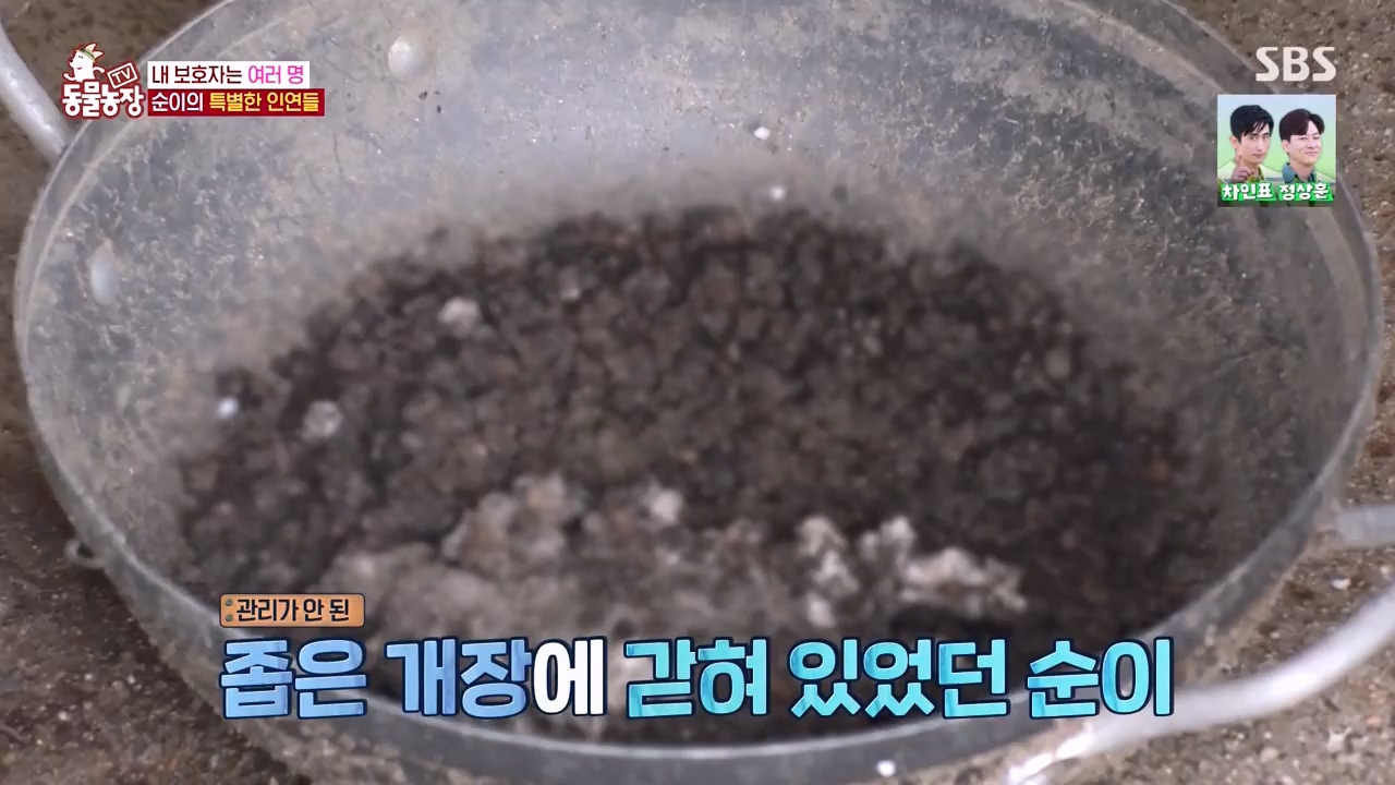 TV 동물농장.E1143.231030p-NEXT.mp4_20231029_164059.351.jpg