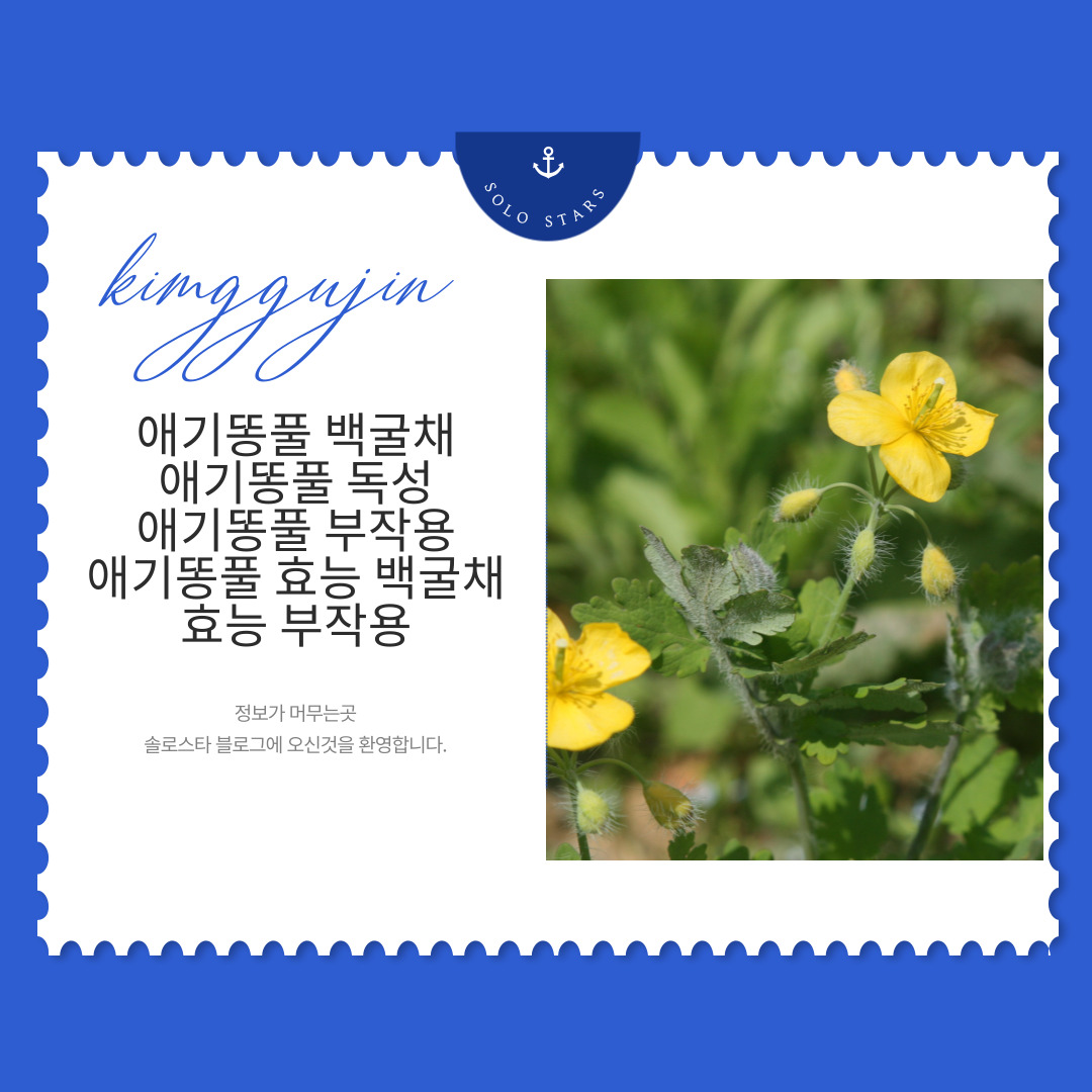 애기똥풀 백굴채 사진