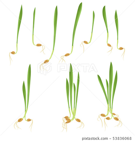 보리싹 싹의 7가지 효능과 부작용 8