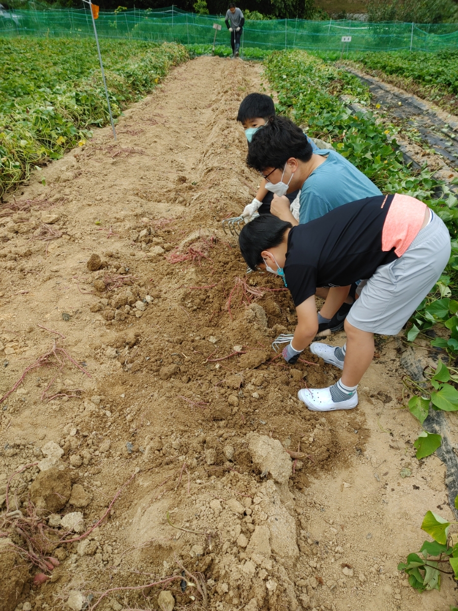 밤 고구마 수확 시기와 보관 방법을 알려드리겠습니다. 5