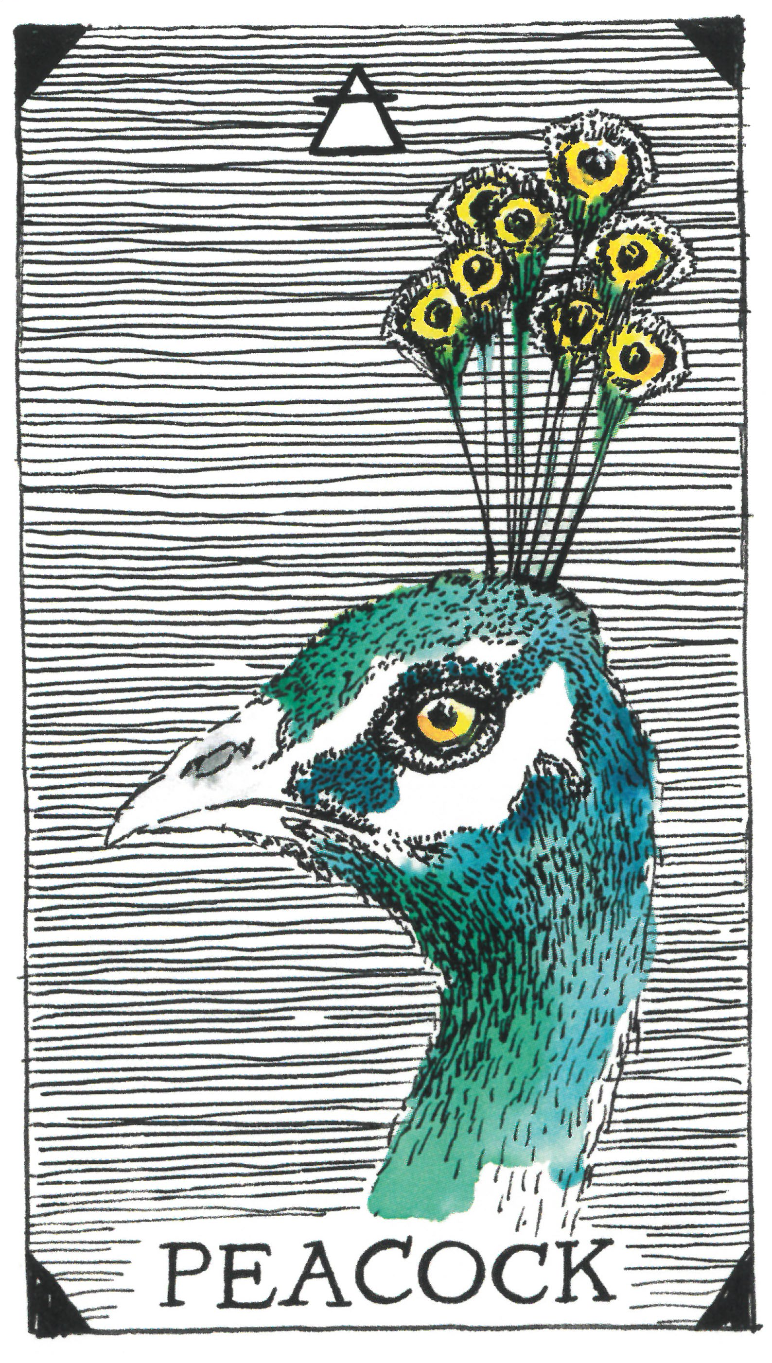 The Wild Unknown Animal Spirit Peacock 공작새