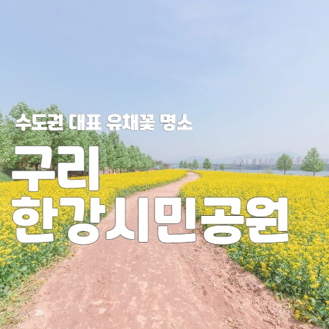  수도권 대표 유채꽃 명소 "구리한강시민공원"
