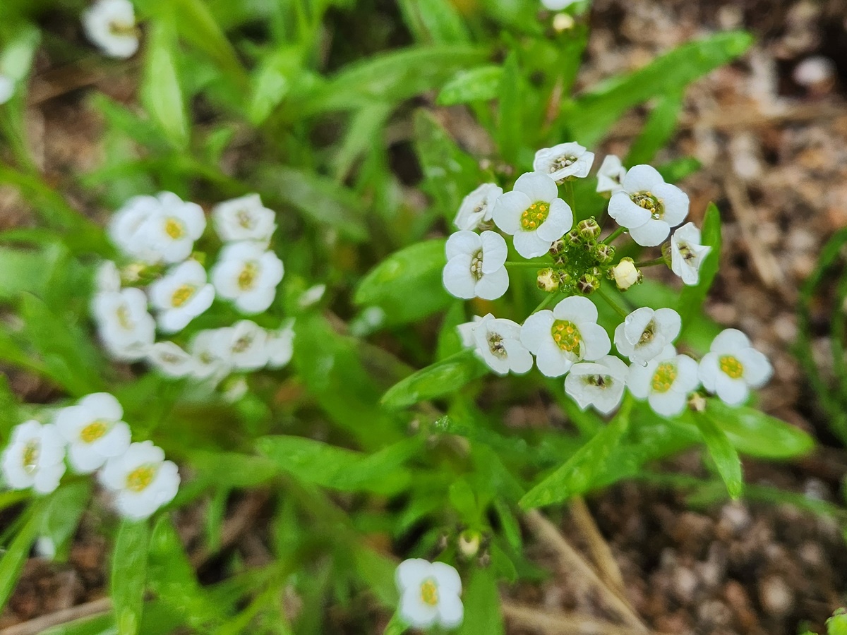 알리섬 Alyssum