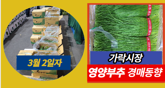  [경매사 일일보고] 3월 2일자 가락시장 영양부추 경매동향을 살펴보겠습니다!