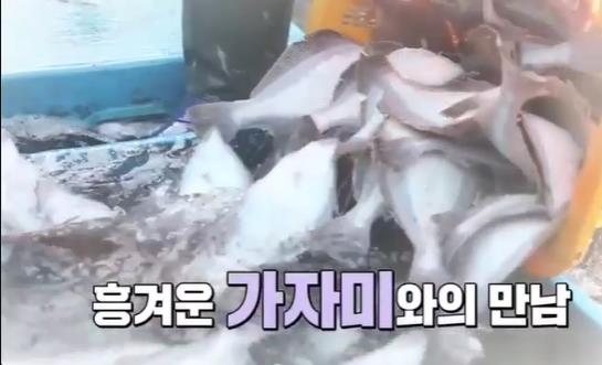  6시내고향 울산 참가자미 파는곳 울산 가자미