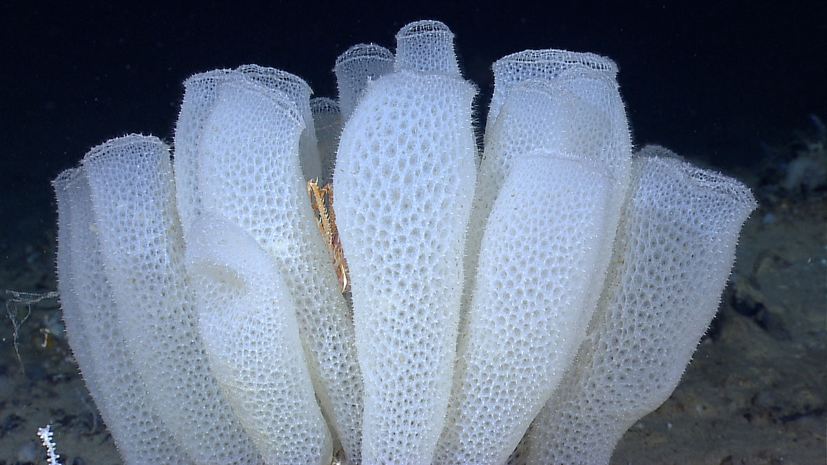[해면동물] 비너스의 꽃바구니 Euplectella aspergillum