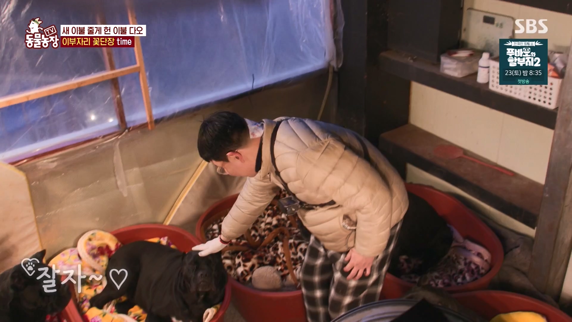 TV 동물농장.E1163.240317p-NEXT.mp4_20240317_171104.341.jpg