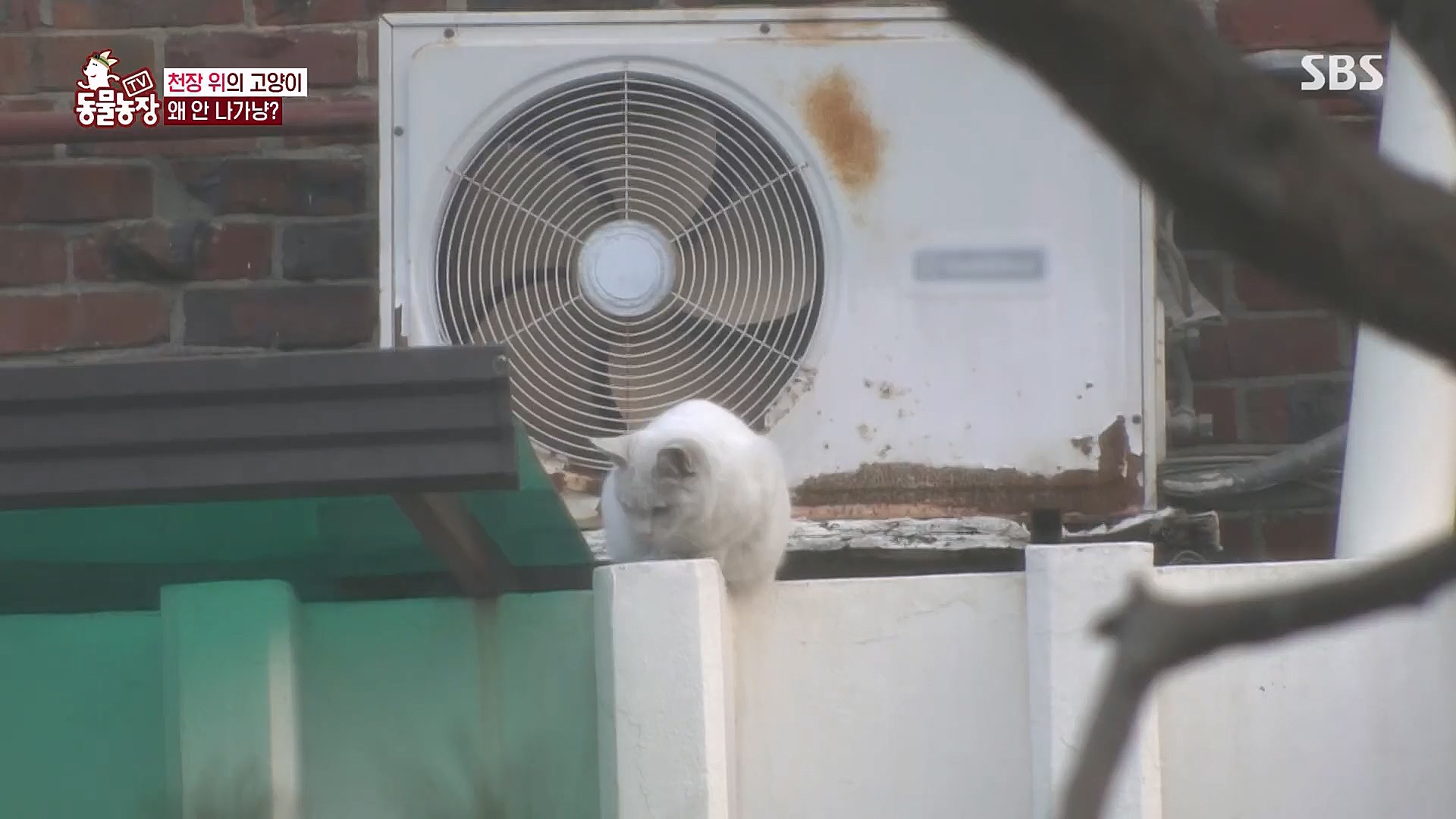 TV 동물농장.E1113.230326p.H264-F1RST.mp4_20230326_172454.665.jpg