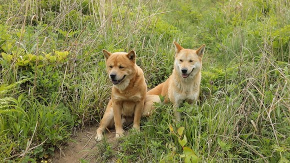 동물극장 절친 이용오 반려견, 동해, 동해, 동해, 자연제작, 아일랜드 위치 19차 동물극장 절친 황도, 동해, 동해, 아일랜드 블루스 촬영지 6월 4일 12