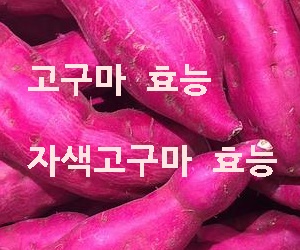 고구마 효능 자색고구마 효능