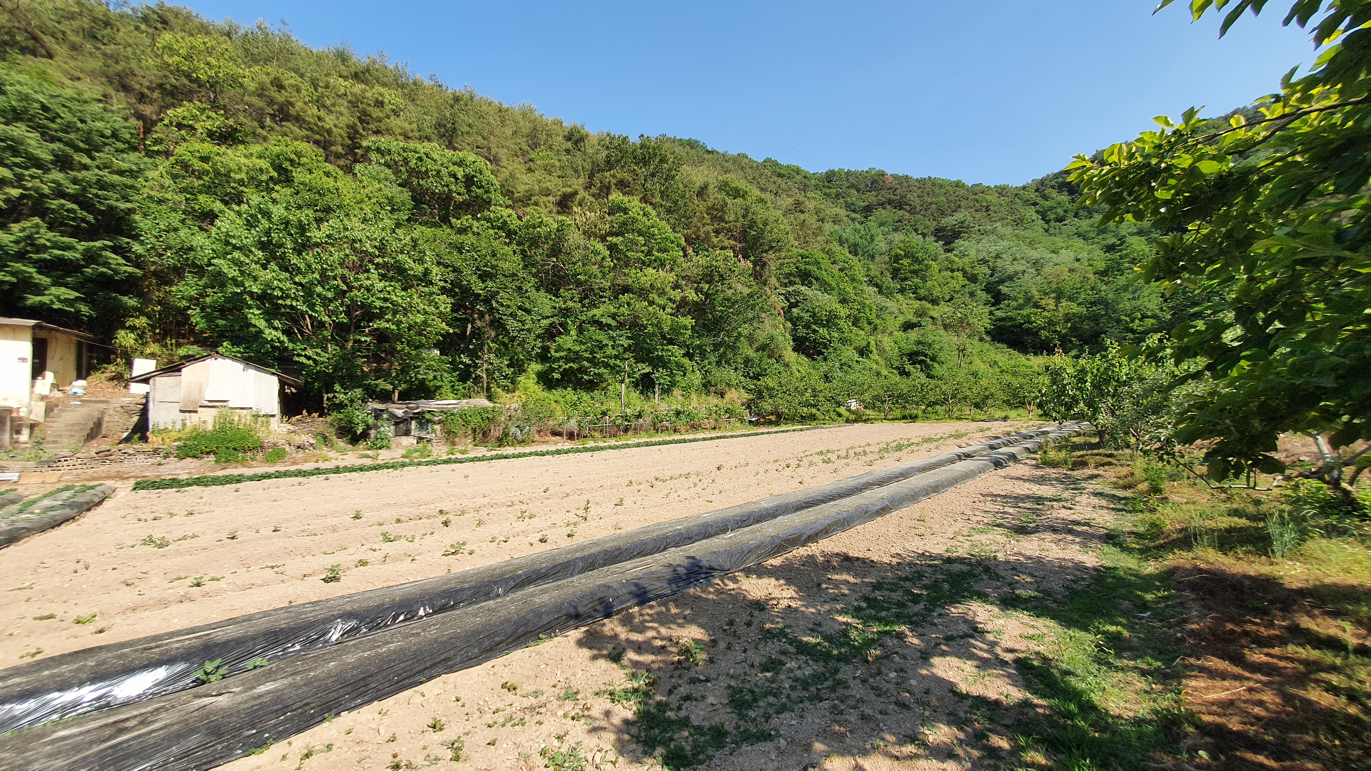  (땅나라 463번) 경남 함안 대산면 소재, 병풍 같은 산새에 자리앉은 마을안 텃밭 겸 과수원 매매 / 문의 055)253-6609