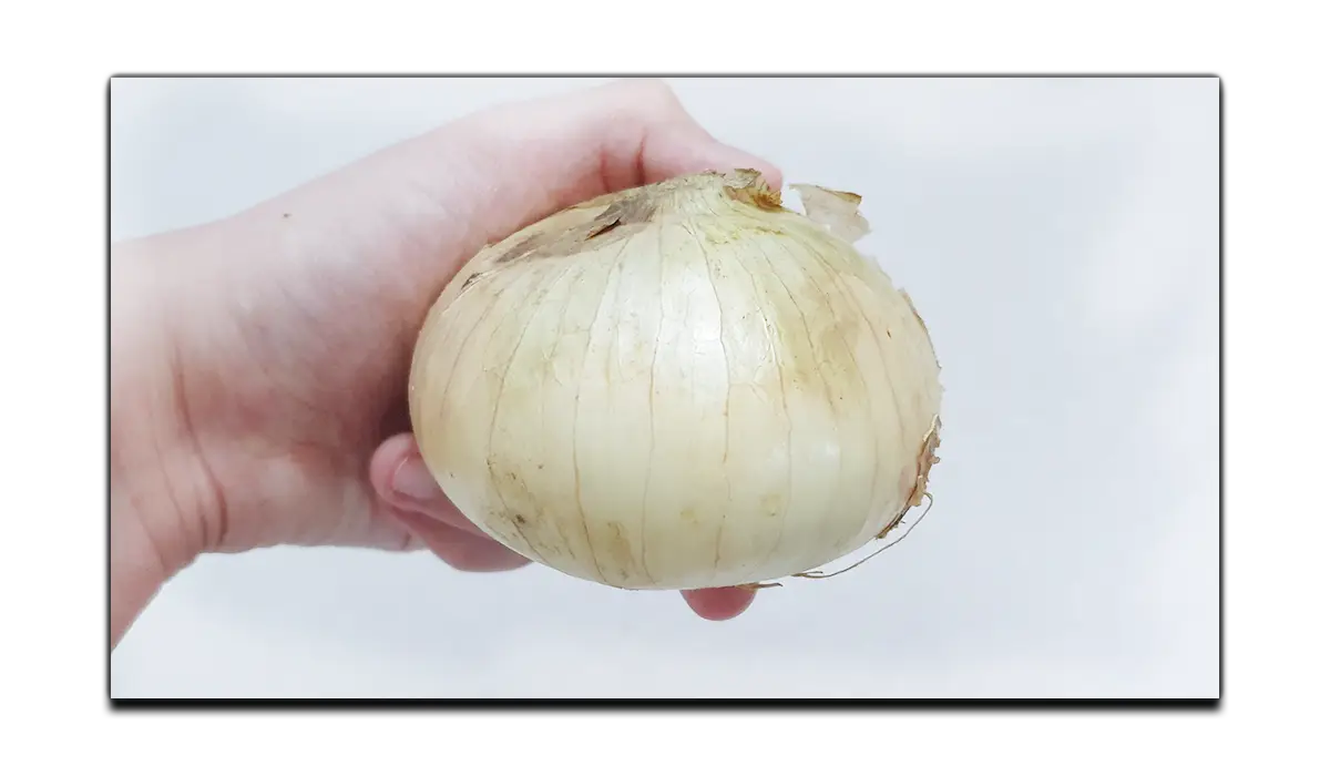 양파 보관방법과 유통기한은 얼마나 될까? 양파 보관방법과 유통기한은 얼마나 될까?