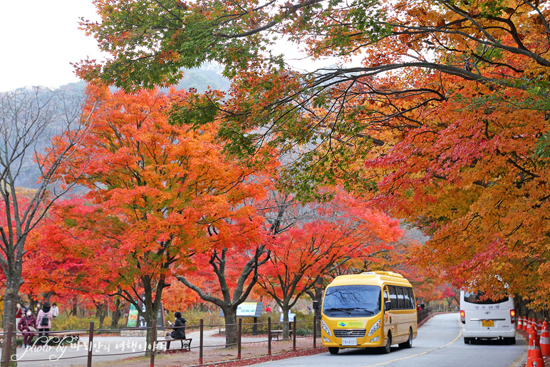 11/5 장산 단풍 절정의 정읍 내장사 24