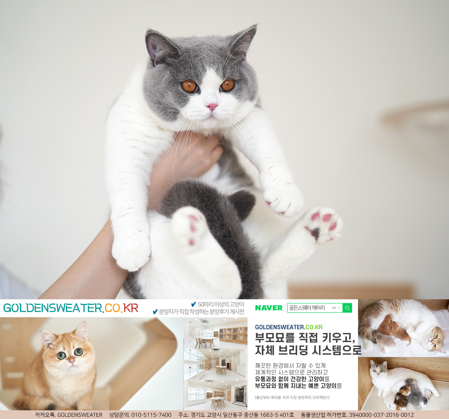  파주고양이분양 건강 상태와 성격에 대한 상세한 정보
