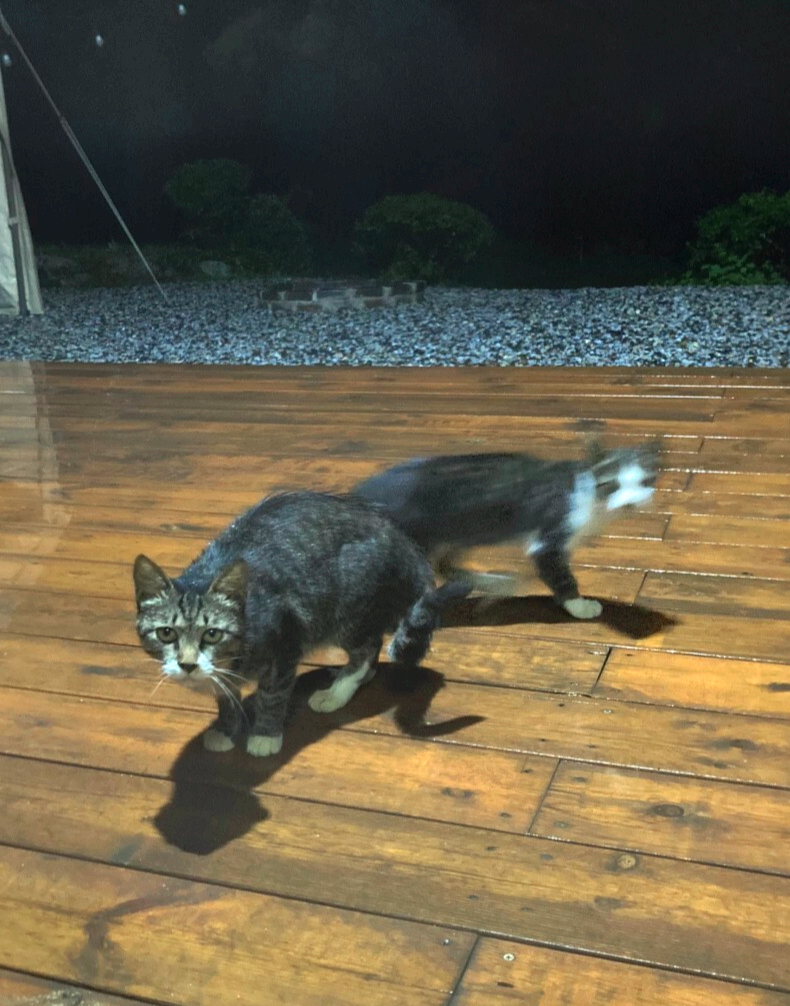 고양이