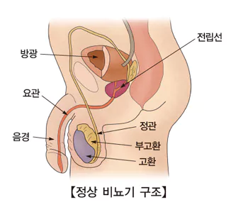 정상-비뇨기-구조