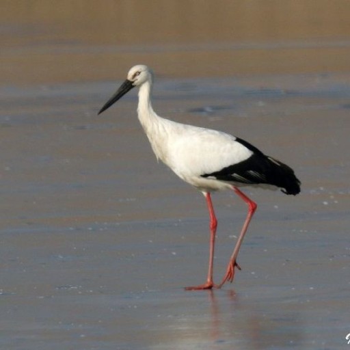 황새(Oriental stork)의 모습(출처-네이버)