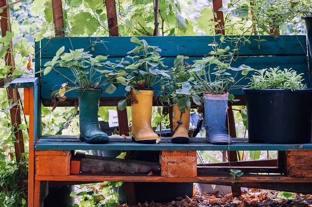 초보자를 위한 실내 식물 분갈이 방법 – 준비물부터 단계별 절차까지 완벽 가이드 - Indoor Plant Selection Tips for Beginners