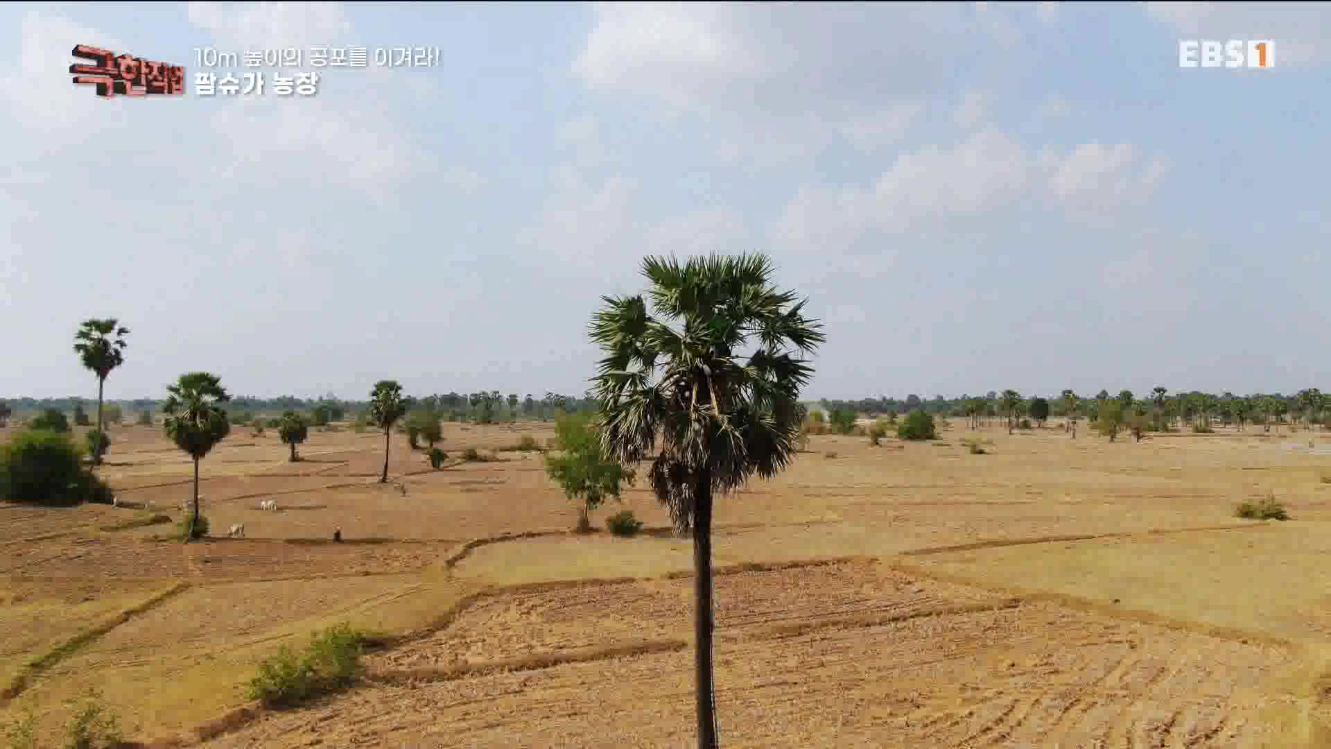 [극한 직업] 캄보디아 팜슈가 농장 230624.mp4_20230701_185228.809.jpg