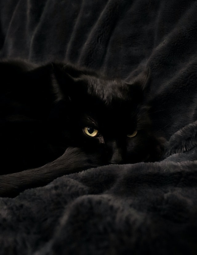 검은-고양이