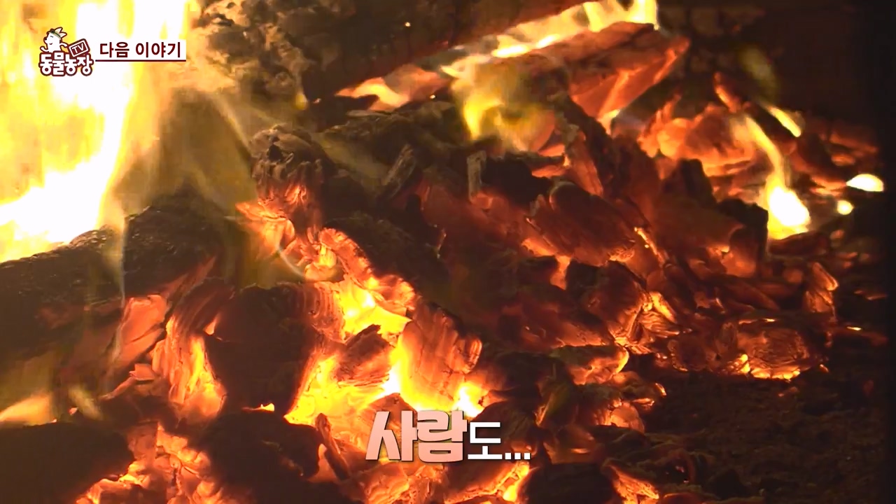 TV 동물농장.E1155.240122p-NEXT.mp4_20240121_145944.776.jpg