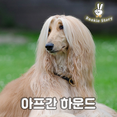  목적에 따른 강아지 견종 그룹 유형_수렵견, 하운드,  #닥스훈트, #비글