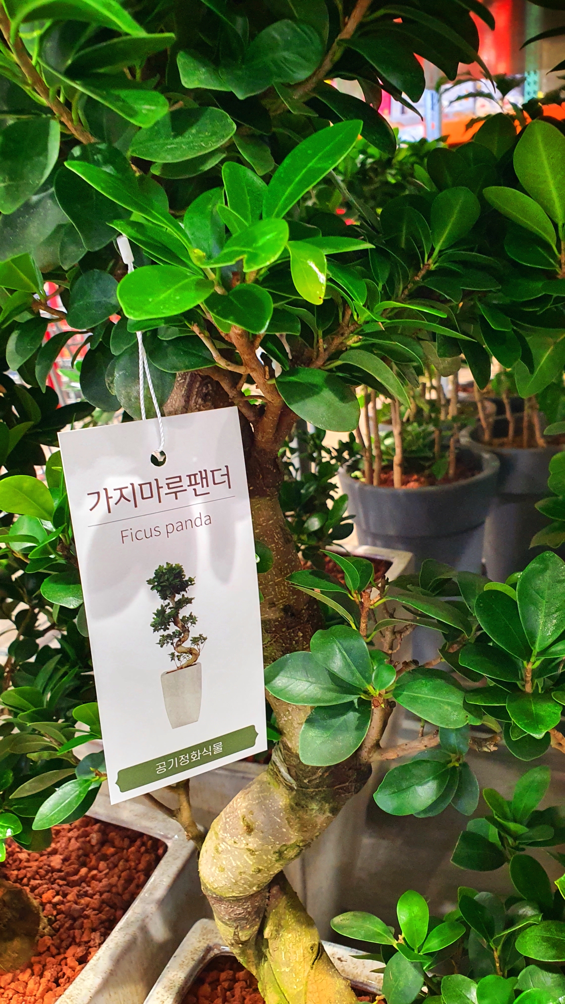  요즘 코스트코에서 살 수 있는 식물들을 소개합니다 ^^