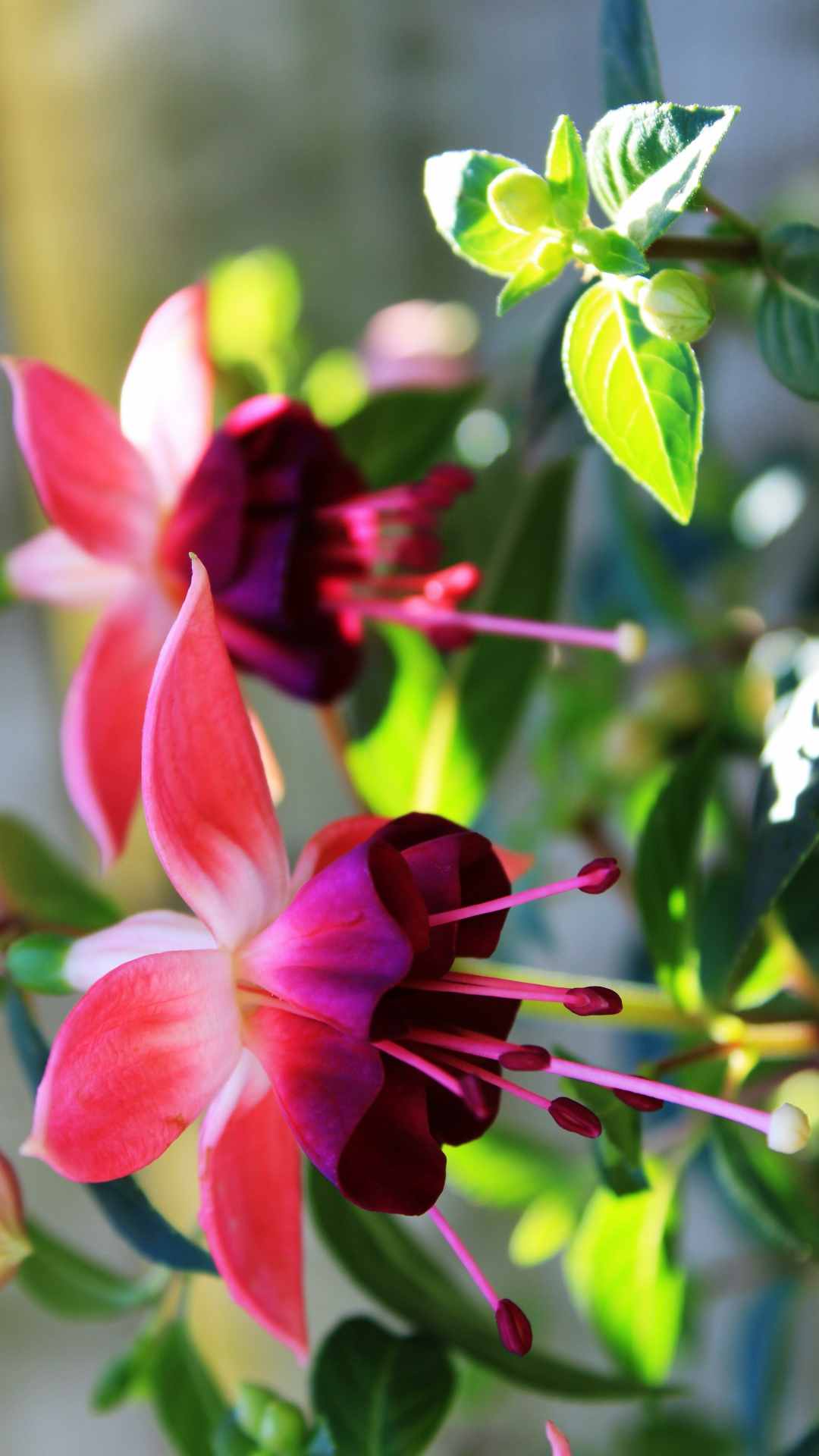 Fuchsia Flower iPhone Wallpaper