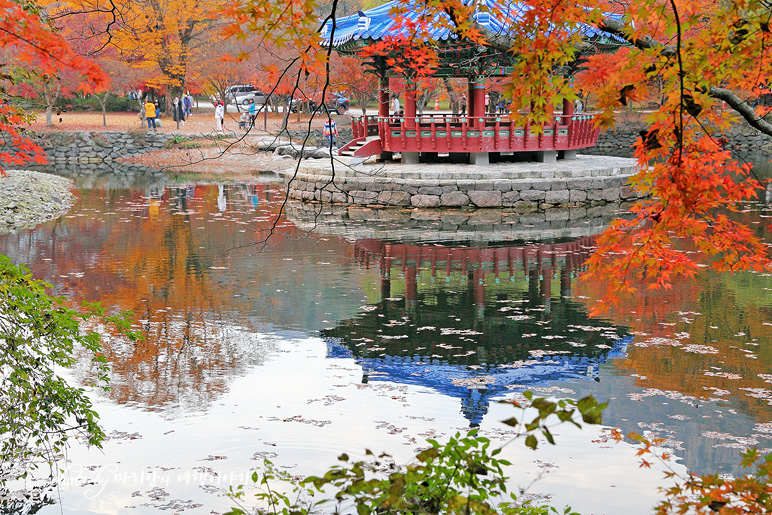 11/5 장산 단풍 절정의 정읍 내장사 30