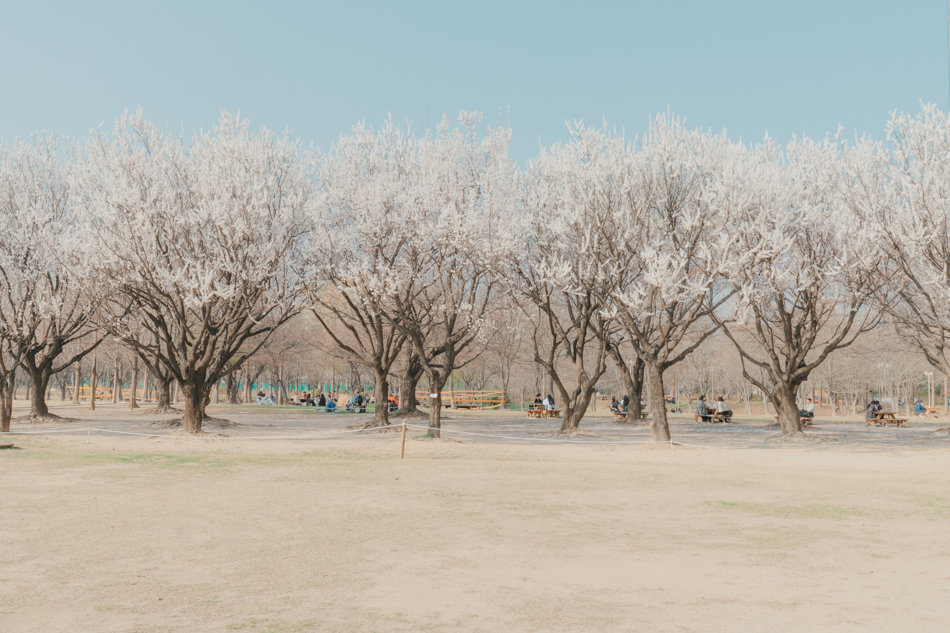 살구꽃나무