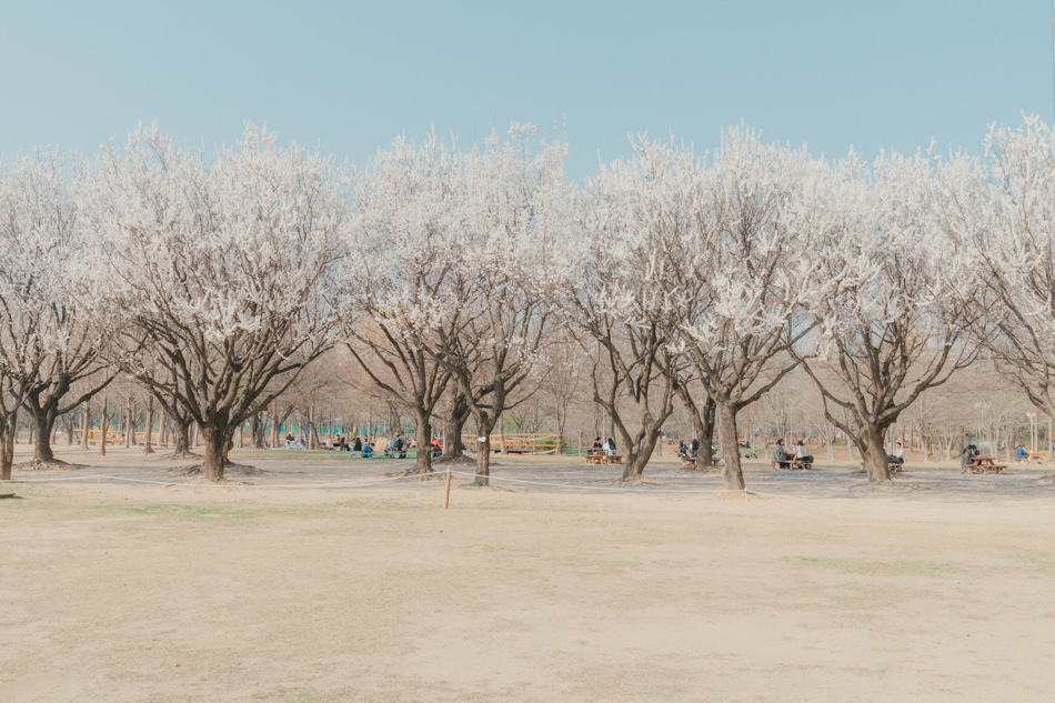  서울 숲의 봄 (Spring in Seoul Forest)