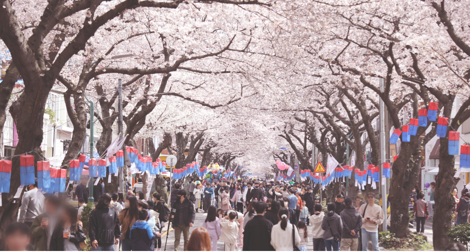 전농로 왕벚꽃축제(제주)