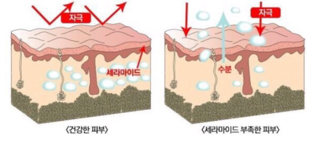  세라마이드 효능 효과, 수분크림 추천