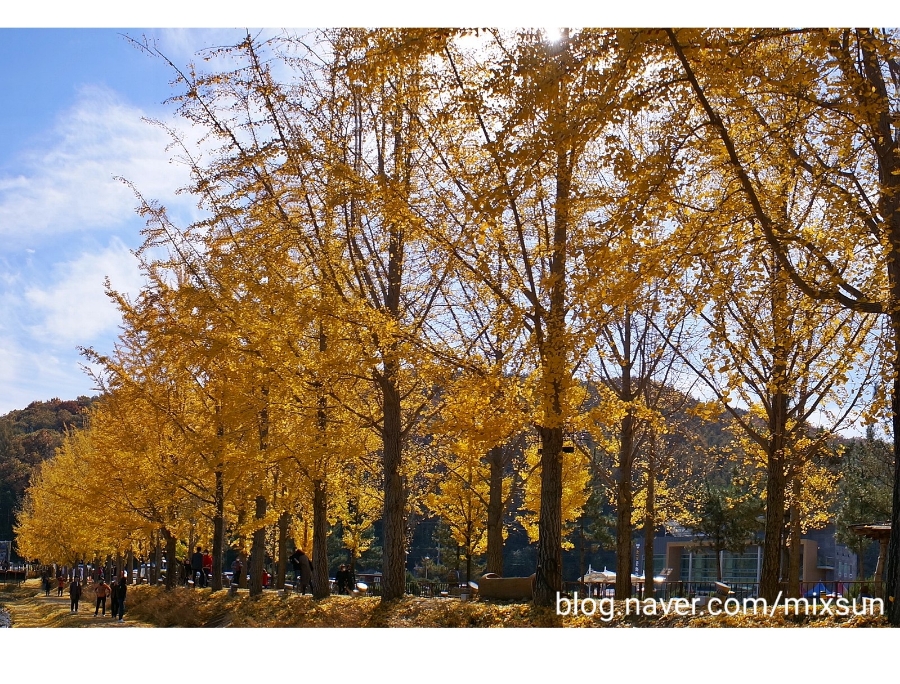 단풍구경 가볼만한 곳 괴산 가볼만한곳 16