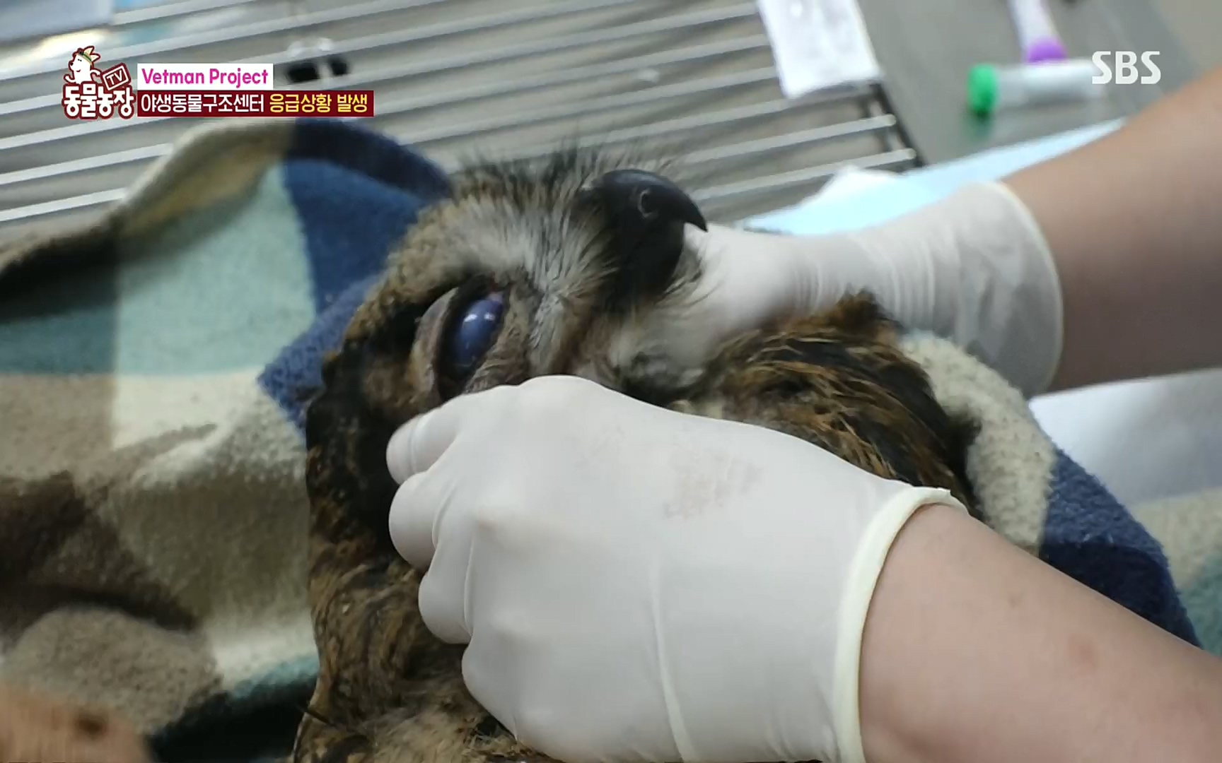 TV 동물농장.E1081.220807p.H264-F1RST.mp4_20220807_213626.960.jpg