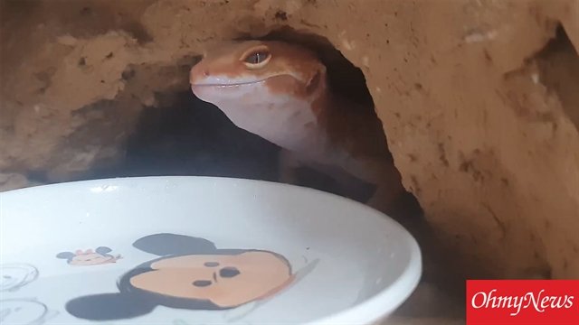  도마뱀이 물 마시고 시원할 때 짓는 표정
