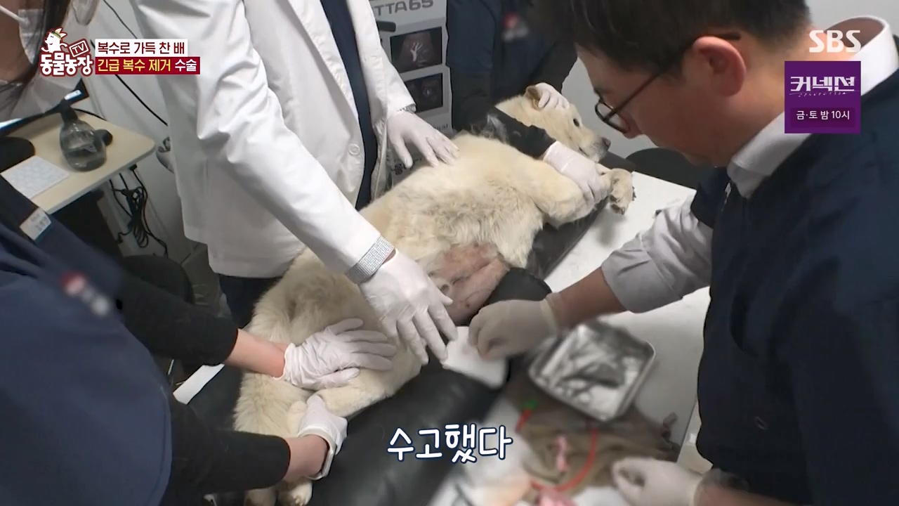 TV 동물농장.E1173.240527p-NEXT.mp4_20240526_155725.490.jpg