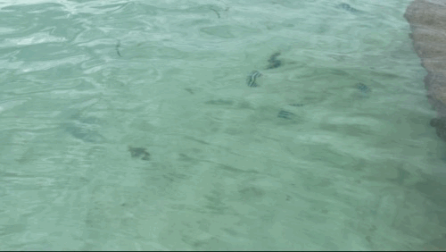 아미아나 리조트 - 전용 해변 맑은 바다 물고기 영상