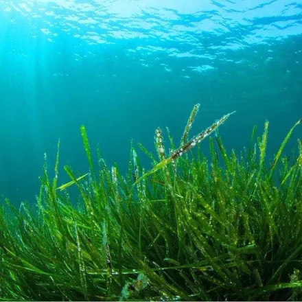 스피루리나(Spirulina) 다이어트!! 체중 감량과 영양 공급을 동시에!!