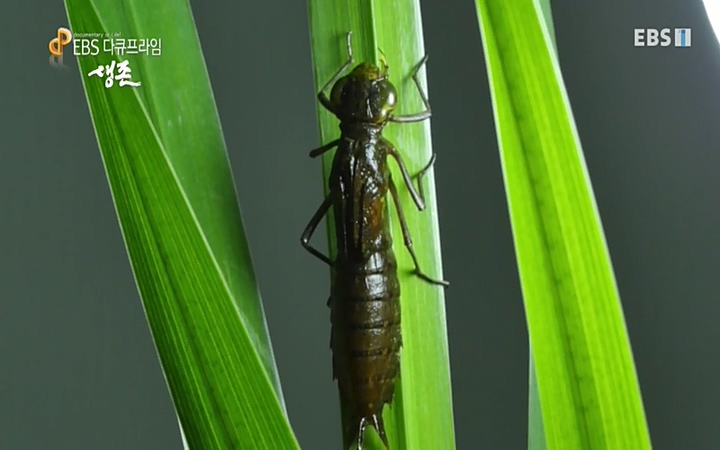 EBS 다큐프라임_ 220628.avi_20220629_205525.733.jpg