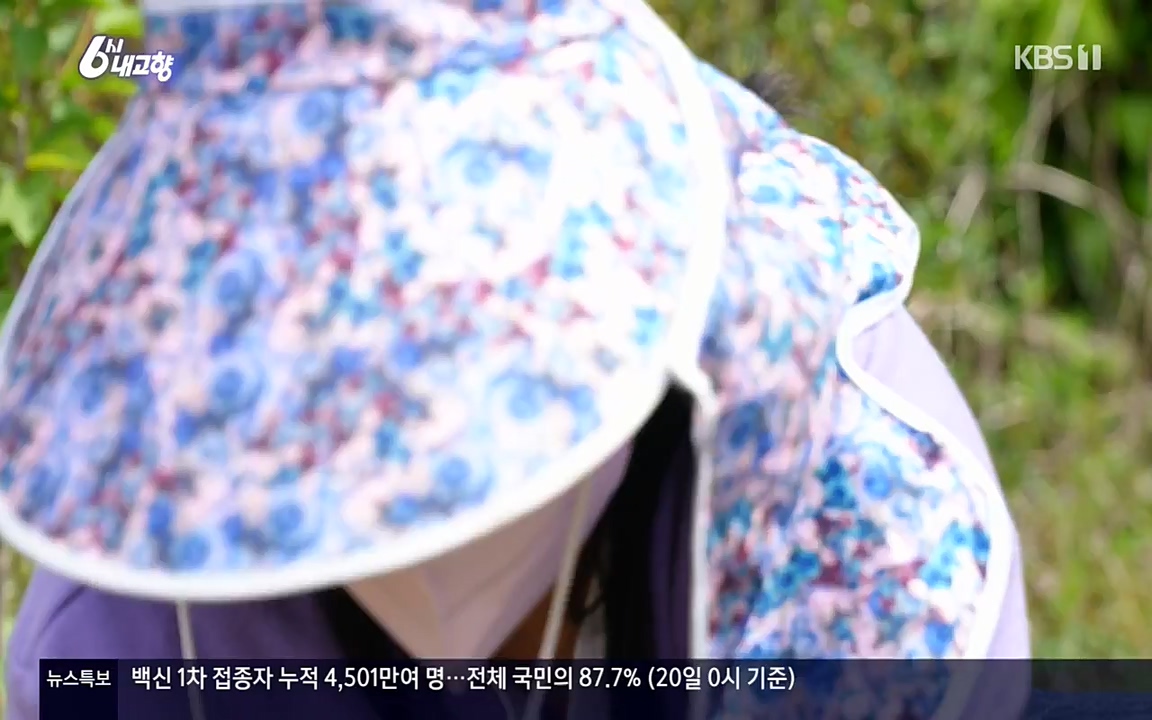 6시 내고향.E7523.220421p-NEXT.mp4_20220507_181106.061.jpg