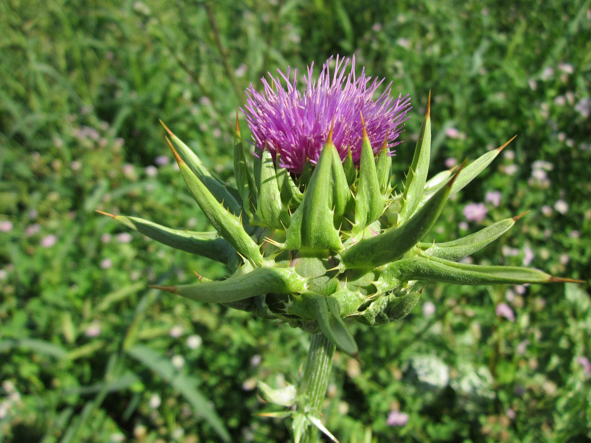 Silybum marianum