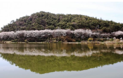 전남벚꽃 명소