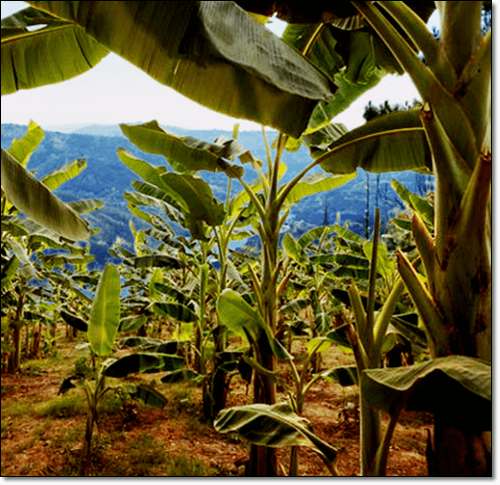 바나나 농장