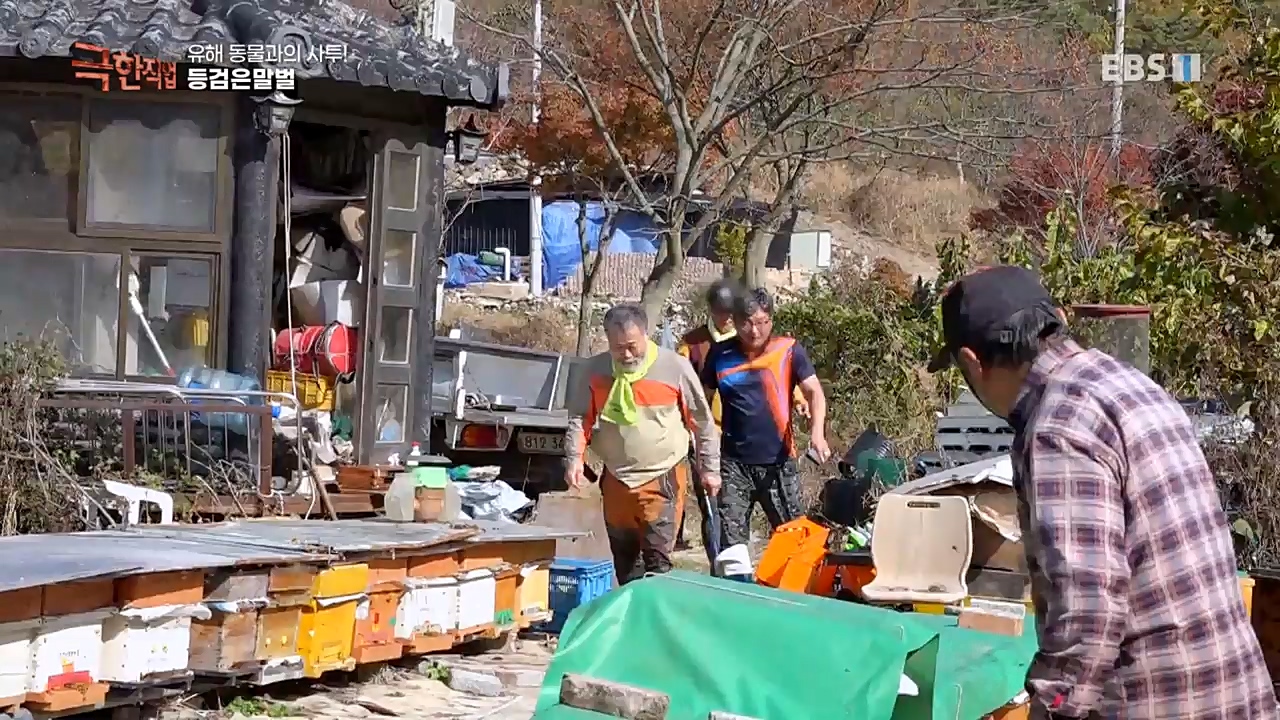 TV - 교육의 중심 EBS유해 동물과의 사투! 등검은말벌, 야생 멧돼지 퇴치.mp4_20221129_195002.413.jpg