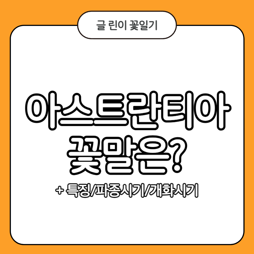 아스트란티아 꽃말