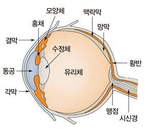 망막색소변성증 발병원인과 대처방법&#44; 국내외 개발동향