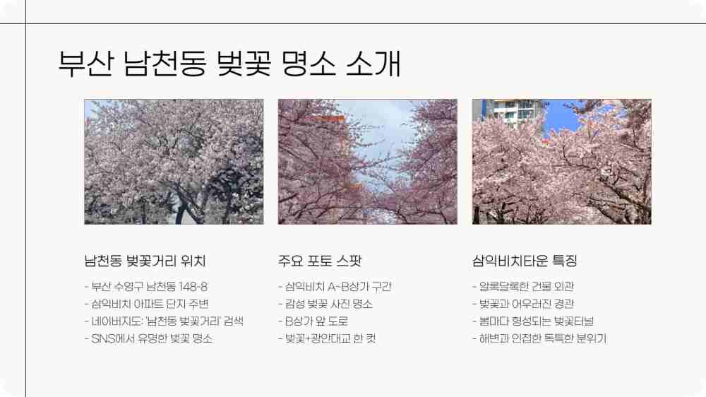 부산 남천동 벚꽃 개화상황 cctv 확인하기