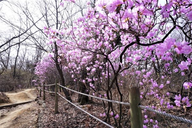 진달래꽃길 근접사진&#44; 꽃길 따라 두 줄 로프 난간&#44;